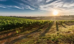 Farming Technology Improves Consumer Food Choices